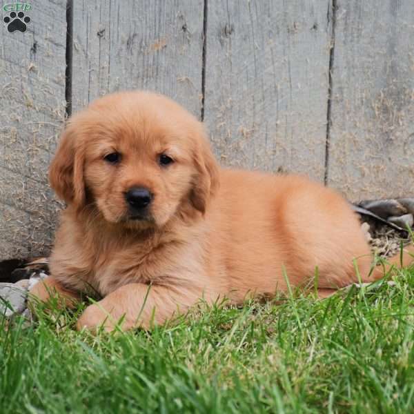 Meadow, Golden Retriever Puppy